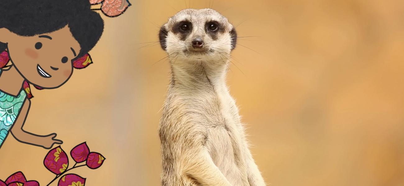 animaux nouveaux-nés d'Afrique - suricate  Animaux, Animaux africains,  Animaux afrique