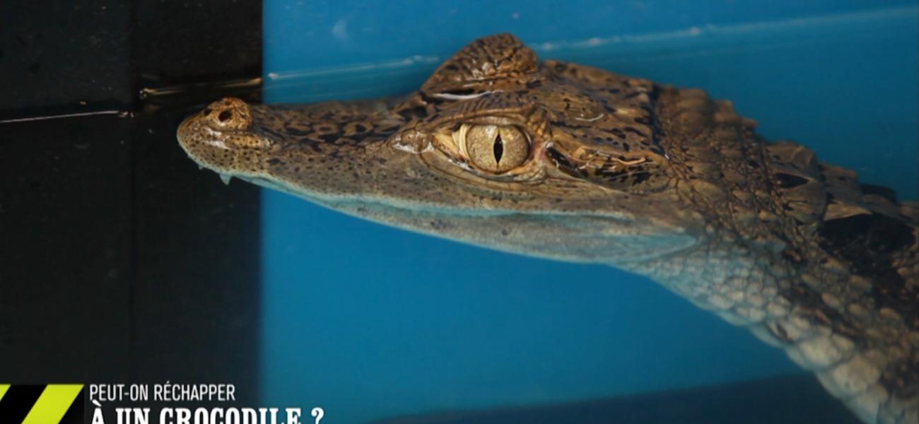 Alligator Coupe oignons au meilleur prix sur