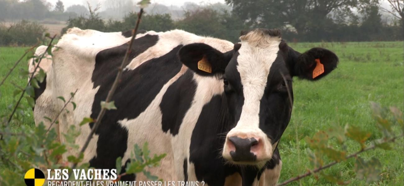 9 idées reçues sur les vaches