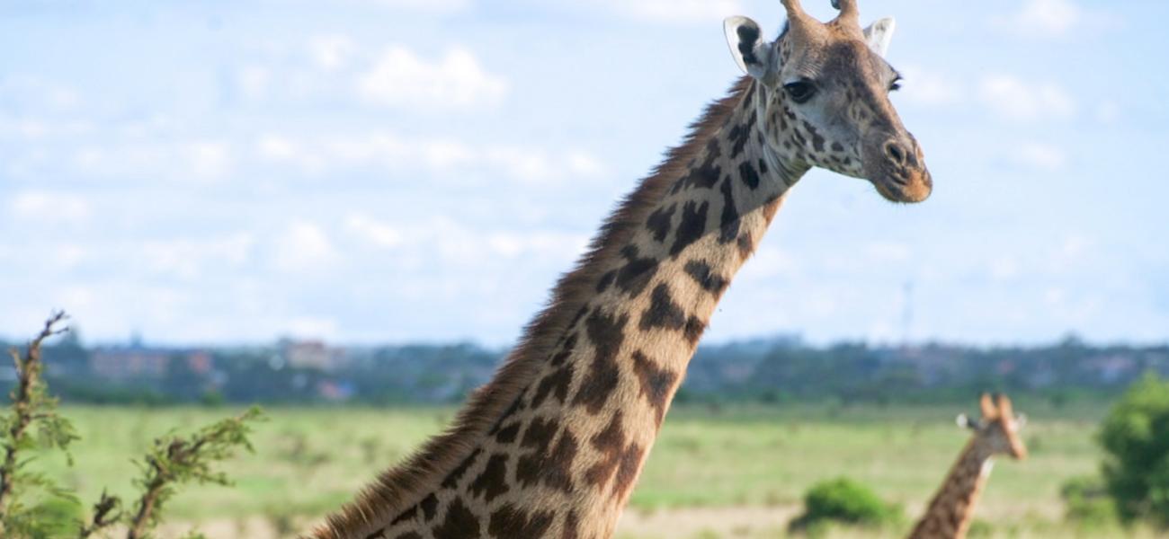 Les girafes ont la langue bleue : vrai ou faux ?